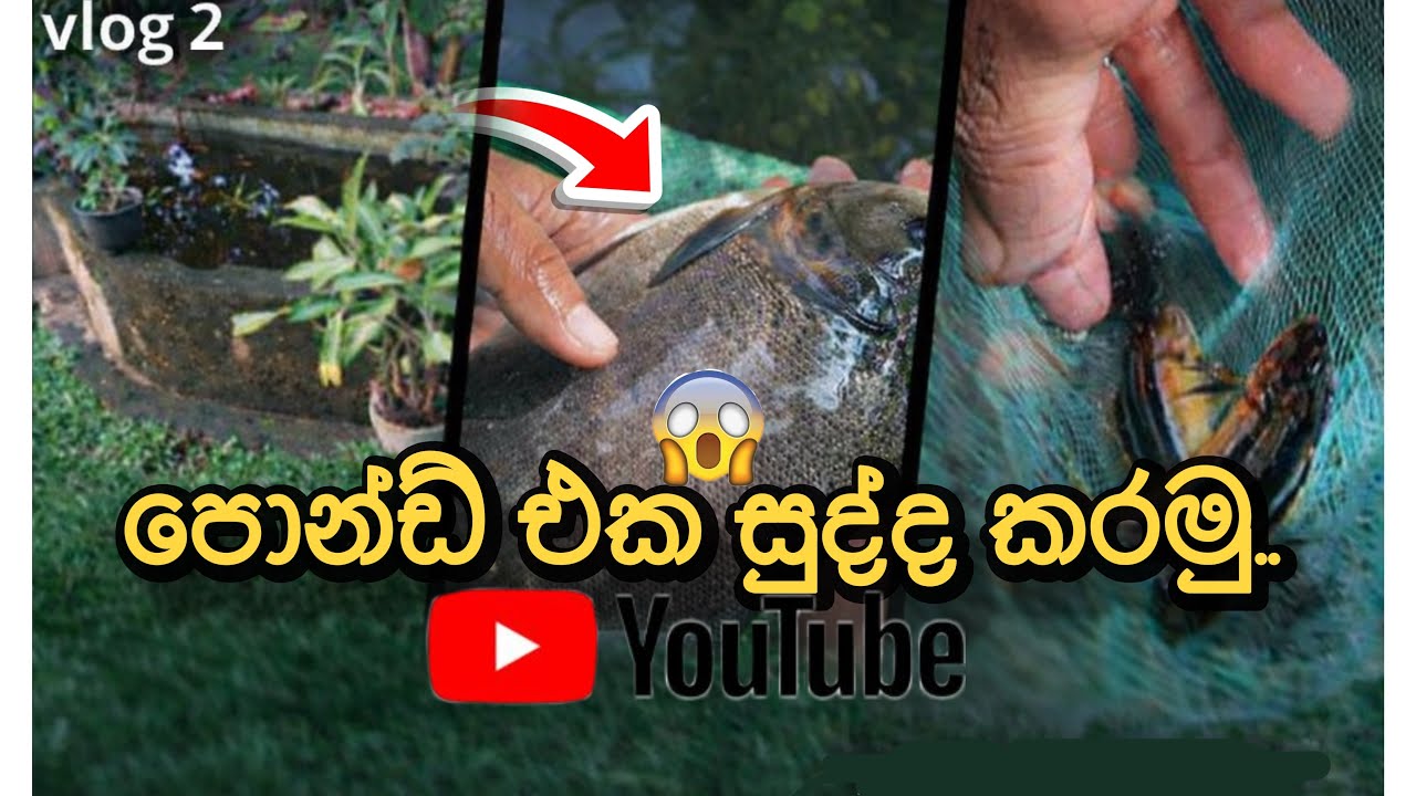  Vlogs-02 pond eka sudda karamu) 