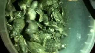 Caretta Caretta Kaplumbağa Denize Ters Yönelmiş