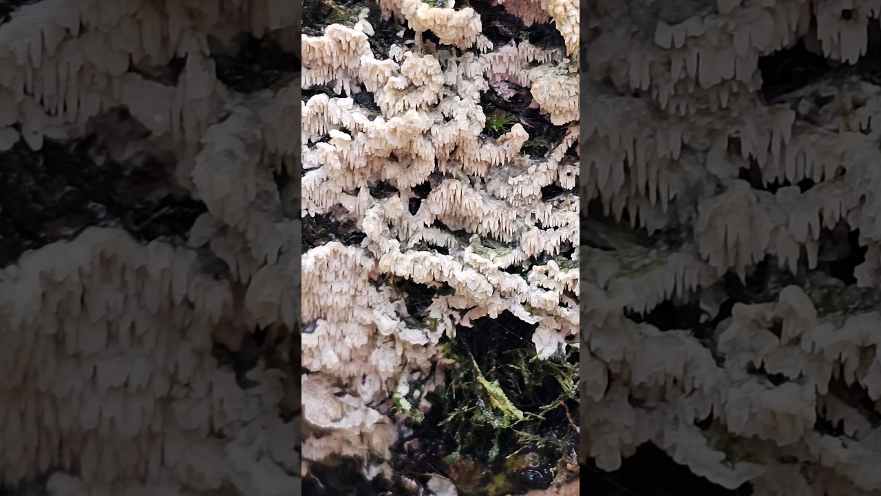 Meruliaceae, a family of Fungi. 