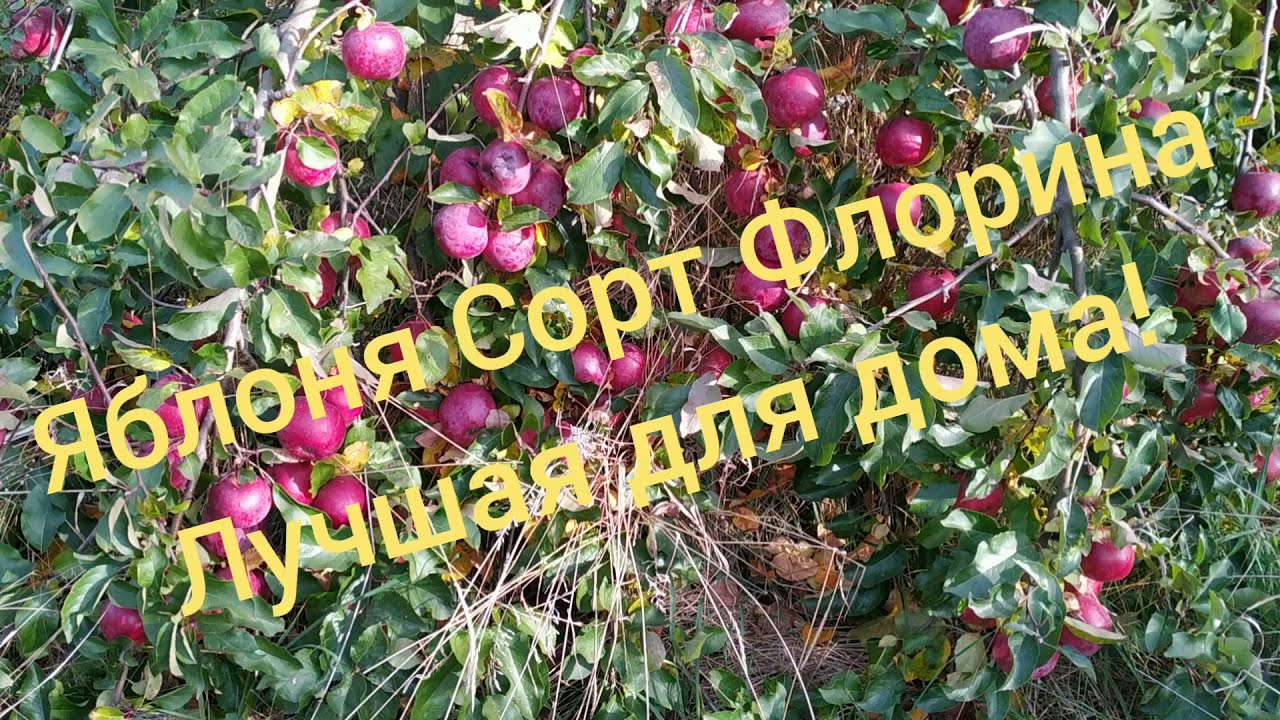 Яблоня Флорина - без проблемный очень вкусный и очень урожайный сорт.