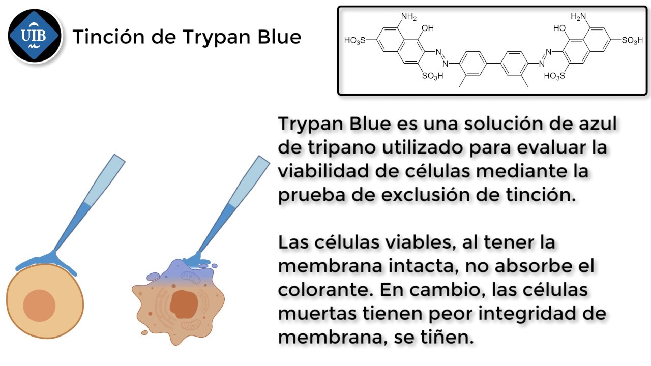 Recuento En Camara Neubauer Ciencias De La Tierra Y De La Vida Biologa