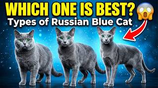 Which Russian Blue Cat Is Best All Types Compared