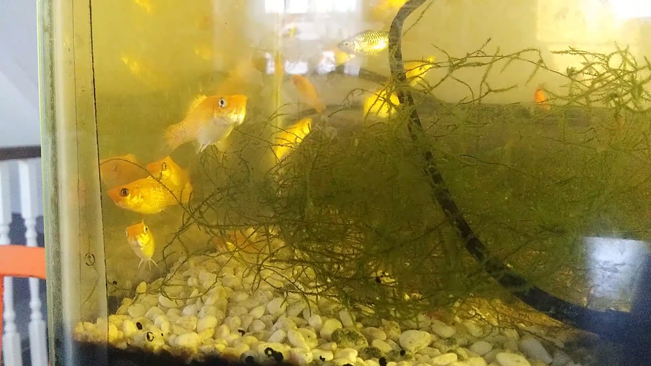 Creamsicle Lyretail Dalmatian Sailfin molly fish juveniles YouTube