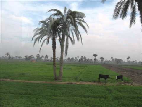 عايزينها تبقى خضرا
