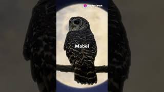 Why Owls Are Feared in African Mythology! #shorts #myths #urbanlegends