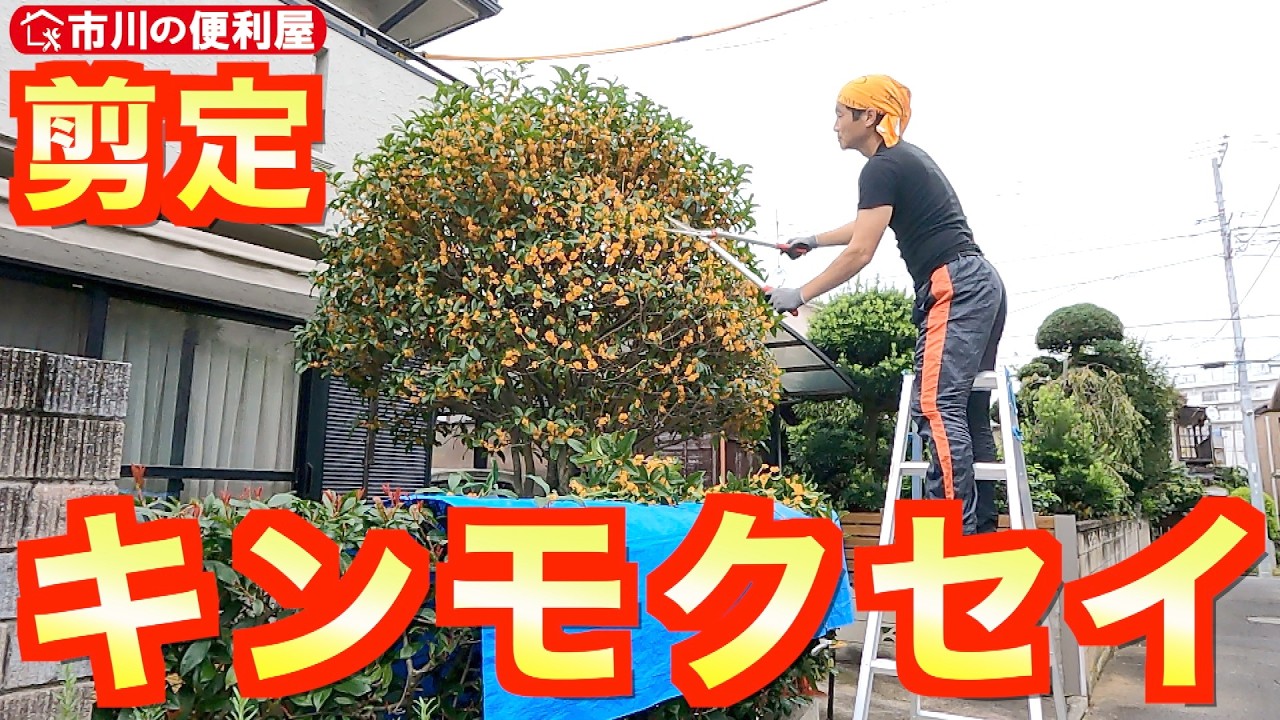 キンモクセイ刈込み剪定】2年ぶり再依頼🌳刈込み鋏で40cm短くカット