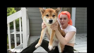 Meowri and Her Wet Shiba Profile