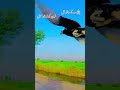 hand tame kabootar with bike #song