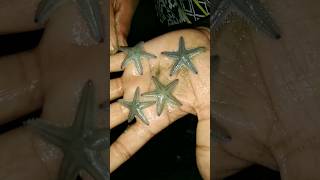 Beautiful Starfish তরমছ