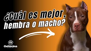 PITBULL TERRIER  : Diferencias entre macho y hembra. ¡Descúbrelo!