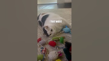 Jasmine Needs more CatNip #catnip