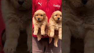 Golden Retriever Puppies 🐕✨ Beautiful, Friendly & Full of Love! #GoldenRetriever #Puppies #PetPadd