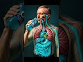 What happens while you drink inside of your body?
