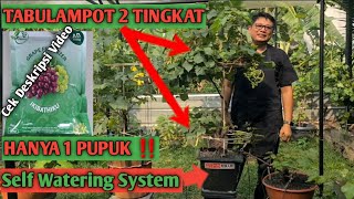 GOKIIL‼️ Tabulampot Anggur Berbuah Lebat Hanya 1 pupuk dan 2 tingkat #anggur #anggurimport #tanaman
