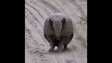 Броненосец сворачивается в шар при опасности #животные #animals #shorts