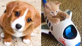 Best Funny Animal Videos 2022 😺 - Funniest Dogs And Cats Videos 😁😇 - Funny Animals Videos #27