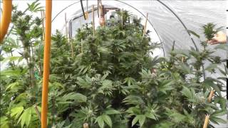 The Weed Nerd's Episode 192