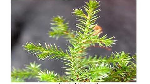 Morphology and anatomy of Selaginella spp, Part-1