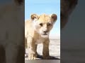 movie🎥 the lion king .#DelhiSafari #DelhiSafariMovie #AnimationMovie #AnimatedClips