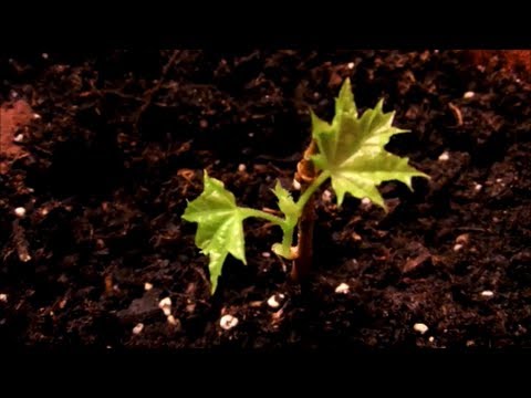 Growing Maple Trees From Seeds How To Grow Maple Trees From Seeds Youtube