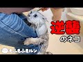 子猫がシャンプーでとんでもない行動に出ました【サイベリアン】