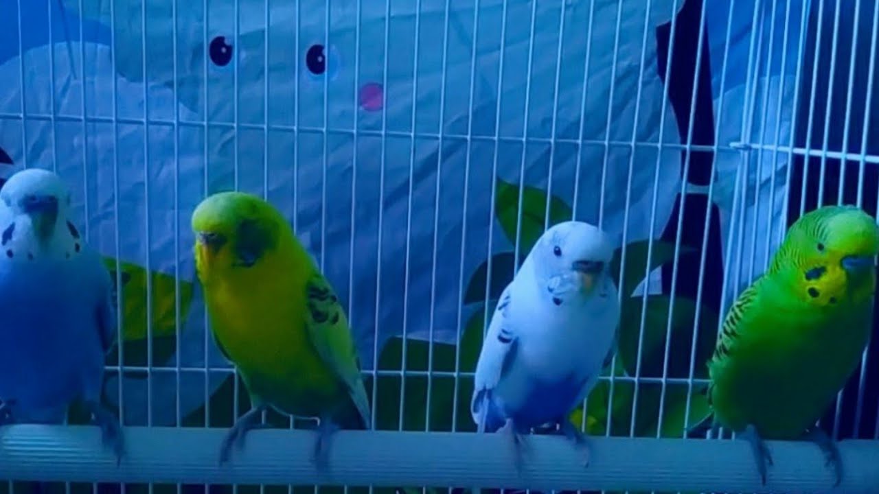 Things To Keep In Mind At Night For Budgies | The 4 Budgies | 😘🥰