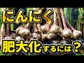 【にんにく栽培】肥大化させるポイントは？葉が黄色いときの原因・対策！