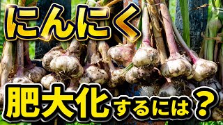 【にんにく栽培】肥大化させるポイントは？葉が黄色いときの原因・対策！
