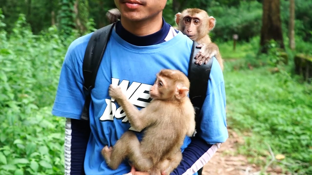 Cameraman comfort helps new The abandoned monkey comes back after she runs into the forest.