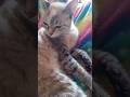 #cat #viralvideo #gatos #shortvideo