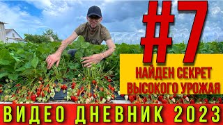 Подкормки для супер  урожая клубники .Видео дневник 2023  Часть # 7