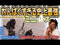 【坂上家】保護猫ミニ4ズ総集編!史上最強のわんぱく4姉妹、成長と巣立ちの3カ月
