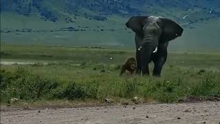 Giant elephant attacks an injured male lion