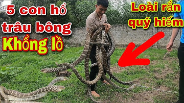 Hổ Trâu Bông Loài Rắn Quý Hiếm Và Ngôi Nhà Mới Của Rắn Trâu Bông| Săn Bắt Ẩm Thực Vùng Cao