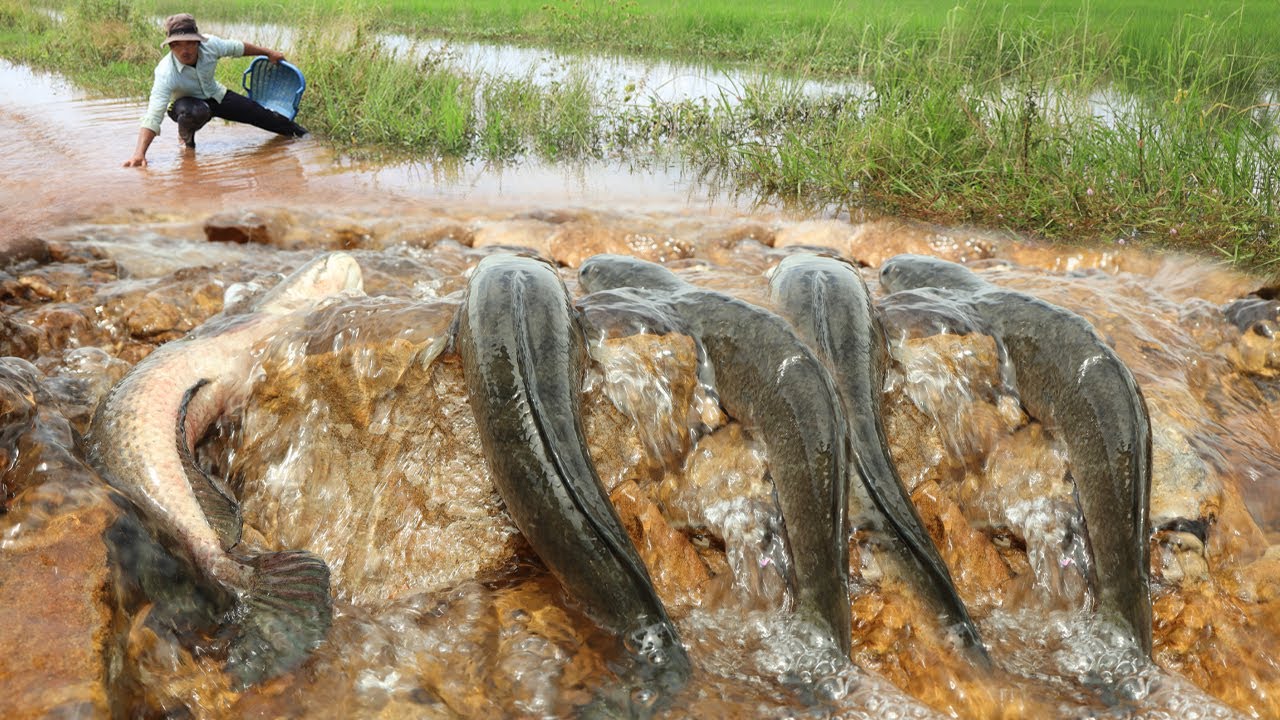 Raging Fish Hundreds of Fish Fighting the Current – Easy Catch After Rain! - YouTube