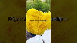 Osmanlıya Karşı Ayaklananlar- I Şı