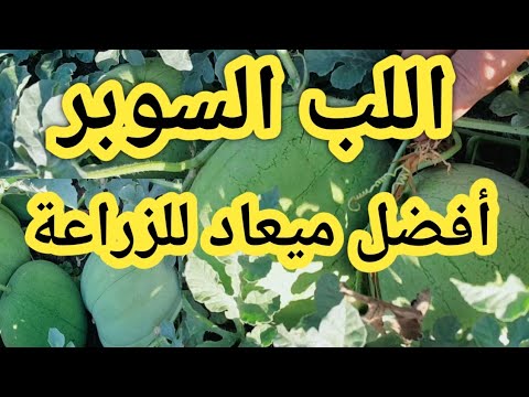 ميعاد زراعة اللب السوبر الميعاد المناسب وكمية التقاوي الصحيحة للفدان