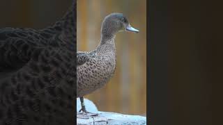 MN Zoo Moment - Chestnut Teal Duck @MinnesotaZoo
