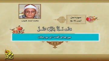 تلاوة رائعة جداً من سورة النـــمل (15-31) | الشيخ محمد أحمد شبيب | جودة عالية HD