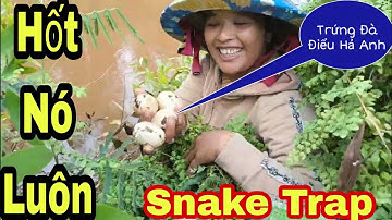 Trở Lại Khu Rừng Già Huyền Thoại Đầu Năm Mới Bẫy Rắn Snake Trap||Út Lãng Tử 2