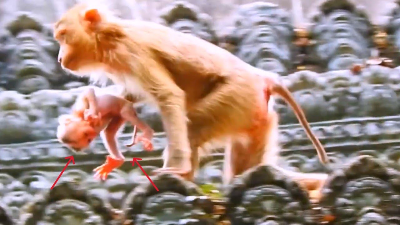 🔴Live: OMG.... Newly Mother Unknown To Bring Newborn baby By Carrying One Hand