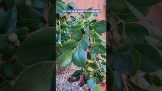 Camellias Are A Great Plant To Have In Your Garden To See Flowers In Winter gardenideas plants