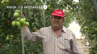 De Ruiter ¿Qué piensan los agricultores del porta injertos DR0141TX?