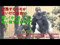 激昂するモモタロウ、キンを激しく追う姿が少し怖い！驚き慌てて逃げるチビニシゴリラのキンタロウ♪【京都市動物園 2024/5/24公開】