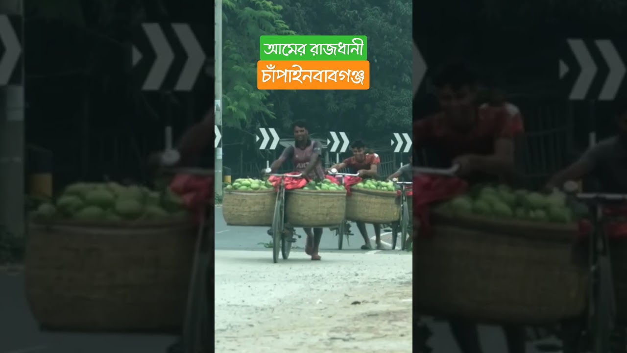 আমের রাজধানী চাঁপাইনবাবগঞ্জ #shorts #chapainawabganj #mango #mangocity #capital