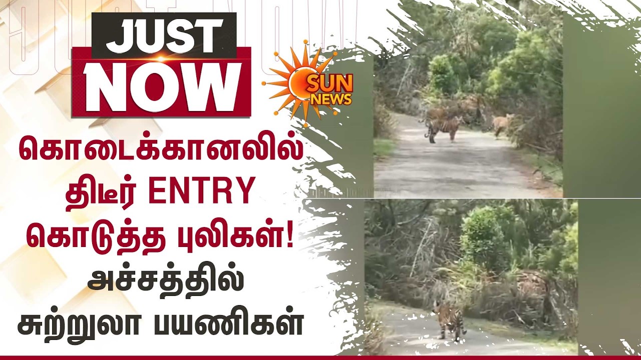 கொடைக்கானலில் திடீர் Entry கொடுத்த புலிகள்! | Kodaikanal | Tiger | Sun News