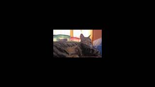 Relaxing Cute Cat Sleeping Live | Soft Music screenshot 2