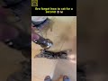 Spin cycle activated 🔄🐈 #funnycats #catshorts #shorts