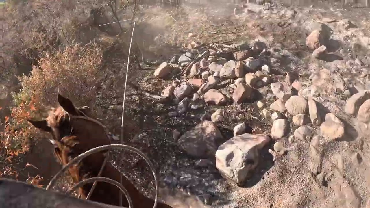 Big Bull thought he could get away!!!!