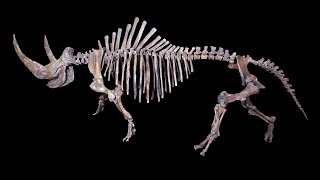 Fossils That Prove Unicorns Existed But They Were Terrifying